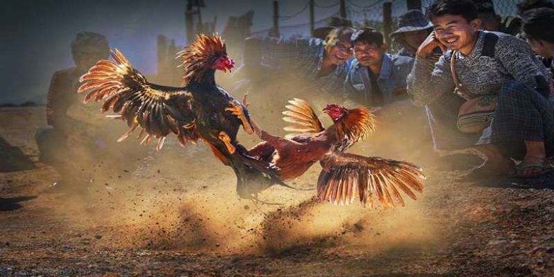 Nhiều loại hình hấp dẫn tại đá gà 9bet